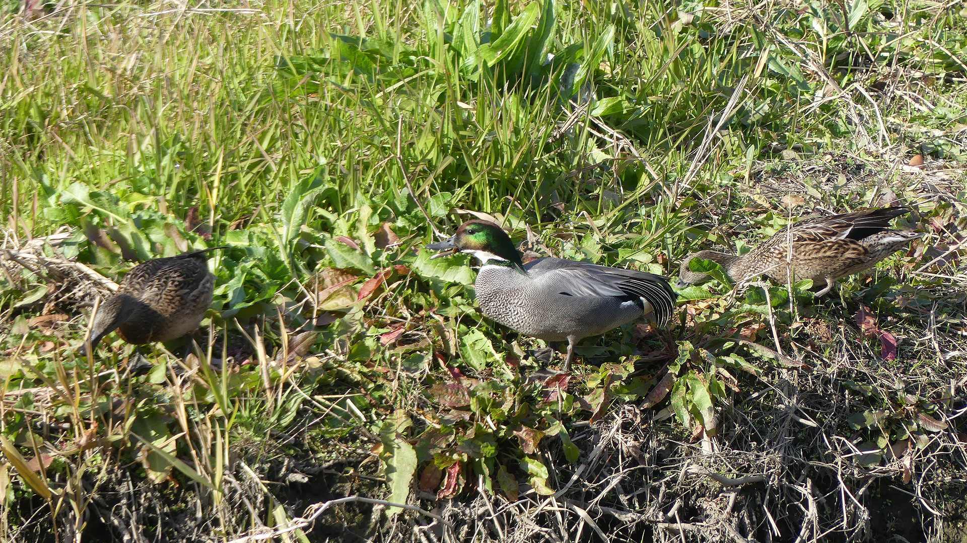 鴻沼川のサラダバー_a0185081_23125971.jpg
