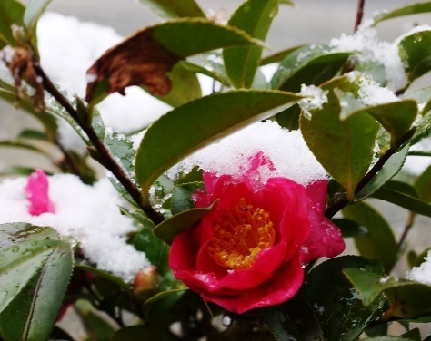 外は雪 内は熱いプレゼント~♪_e0167795_12075215.jpg