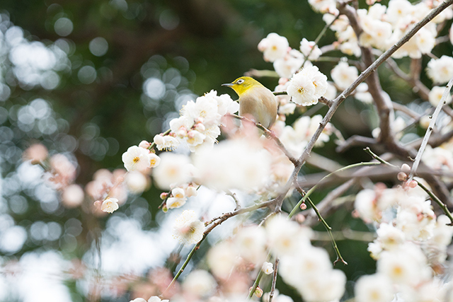 綺麗な玉ボケができるレンズ・SONYのGMレンズ「SEL135F18GM