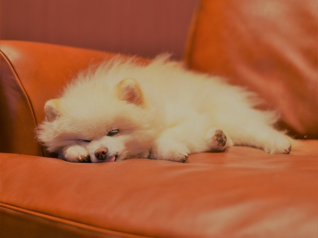 眠って待ってて_d0360206_00581606.jpg