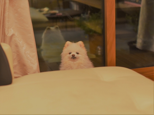 眠って待ってて_d0360206_00581967.jpg
