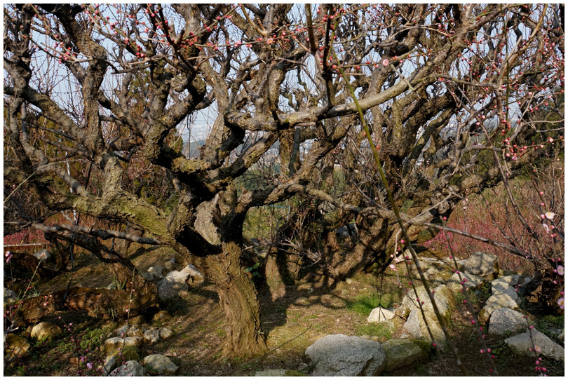 普光寺の臥龍梅_b0037717_14452188.jpg