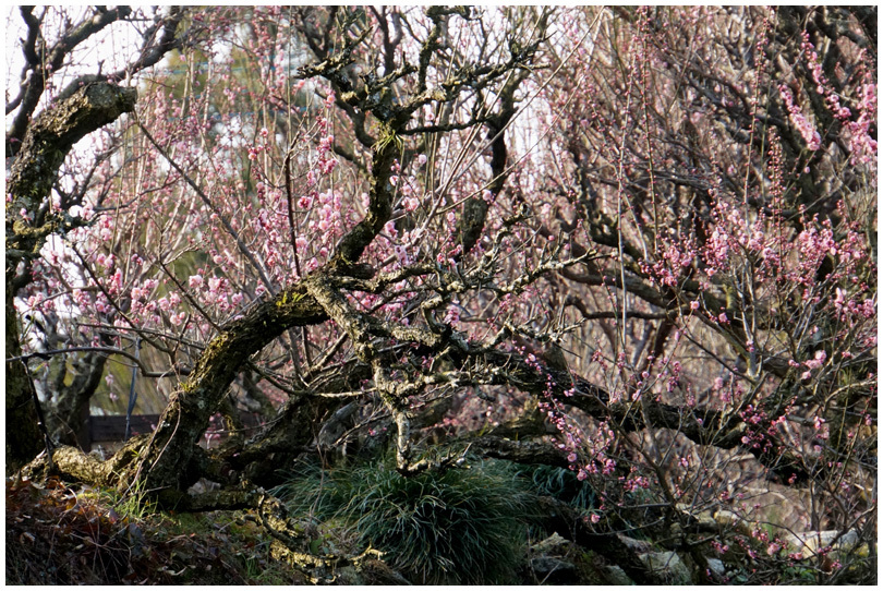 普光寺の臥龍梅_b0037717_14550435.jpg