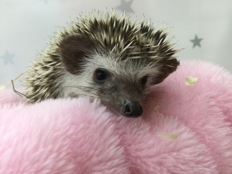 200207 ハリネズミ・ハムスター_f0189122_16305548.jpeg