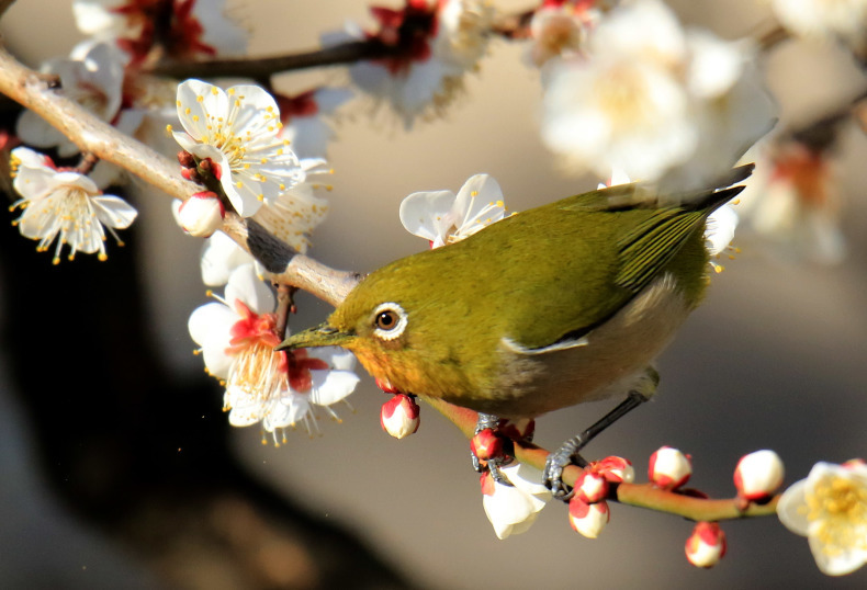 2月7日 金 またまた庭の梅の花にメジロが遊びに来てくれました コバルトブルーの誘惑