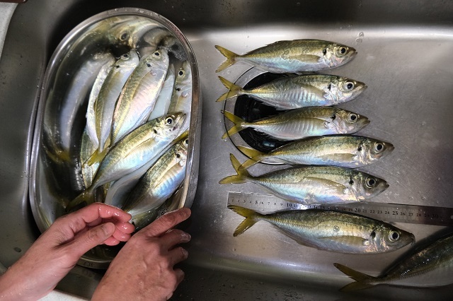 尺 近い アジ 陸から釣れる 陸から尺アジ目標