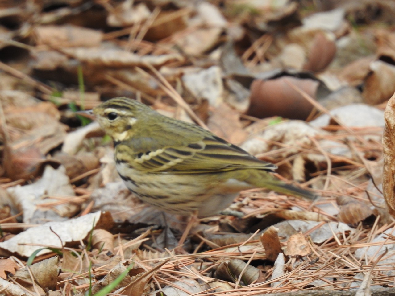 『木曽川水園で鳥探し～』_d0054276_20113821.jpg