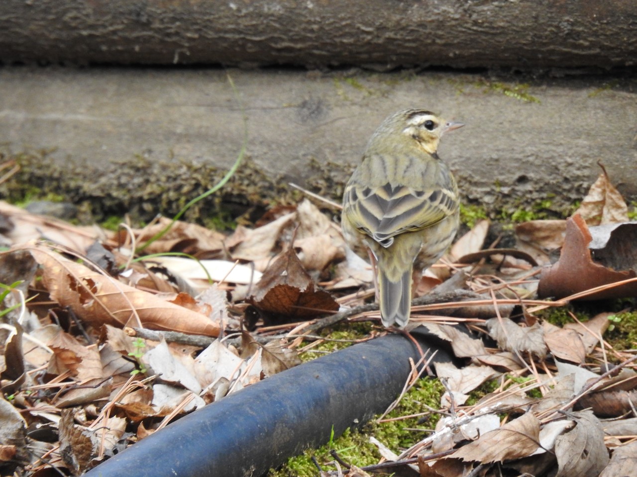 『木曽川水園で鳥探し～』_d0054276_2012306.jpg