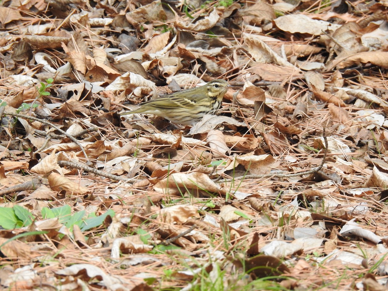 『木曽川水園で鳥探し～』_d0054276_2012334.jpg