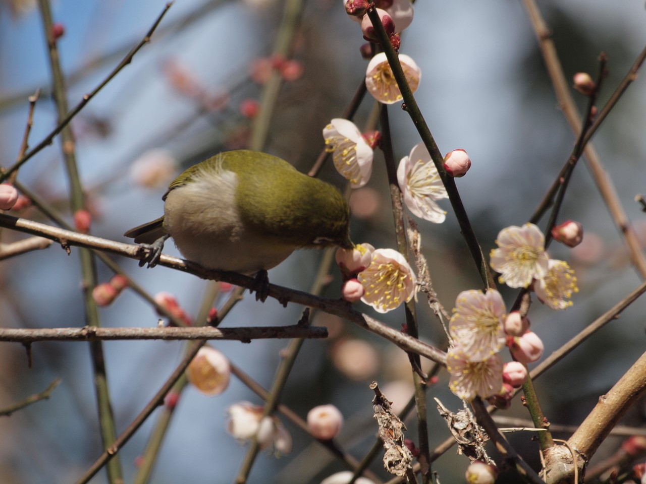 『木曽川水園で鳥探し～』_d0054276_2061278.jpg