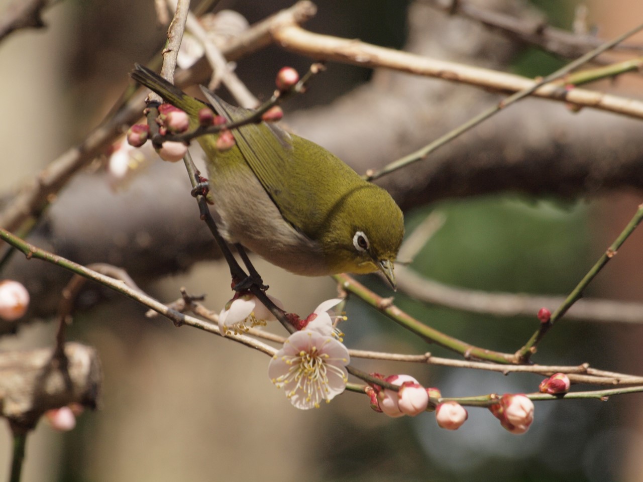 『木曽川水園で鳥探し～』_d0054276_2063540.jpg