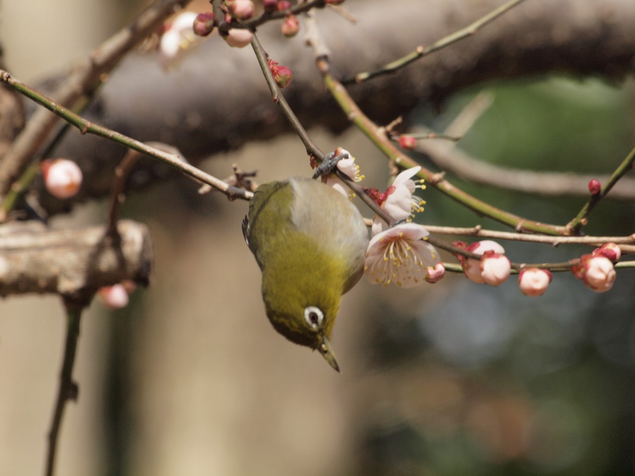 『木曽川水園で鳥探し～』_d0054276_2065088.jpg