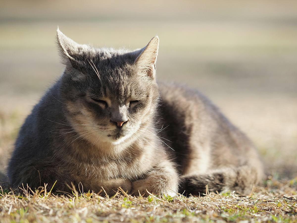 多々良沼で猫 : 光の音色を聞きながら Ⅴ