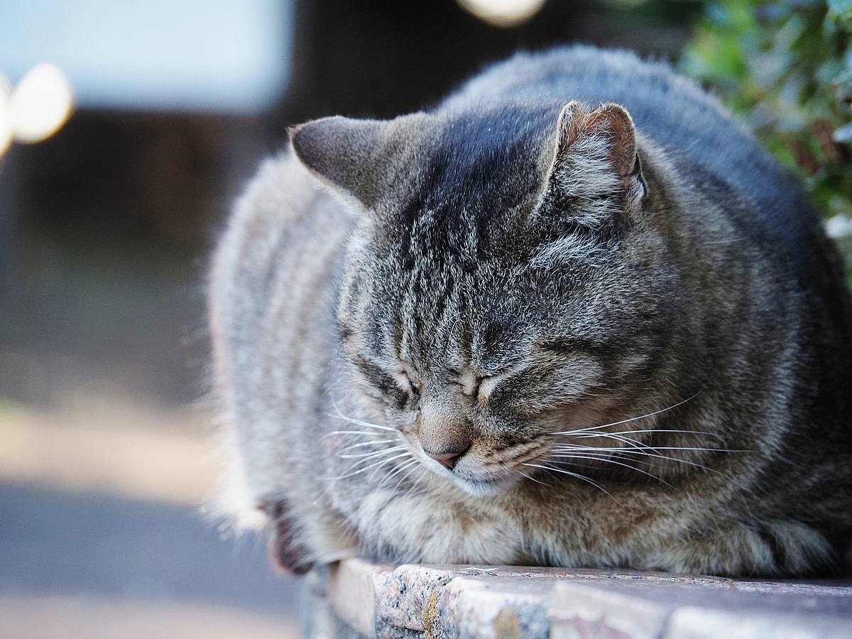 多々良沼で猫 : 光の音色を聞きながら Ⅴ