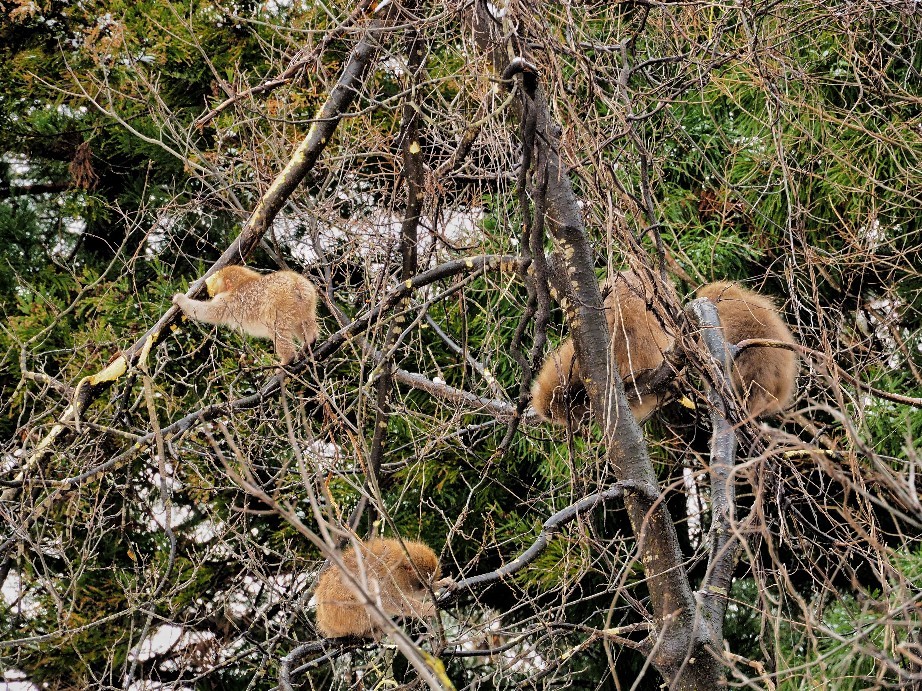 野生の猿たち_a0272878_07553812.jpg