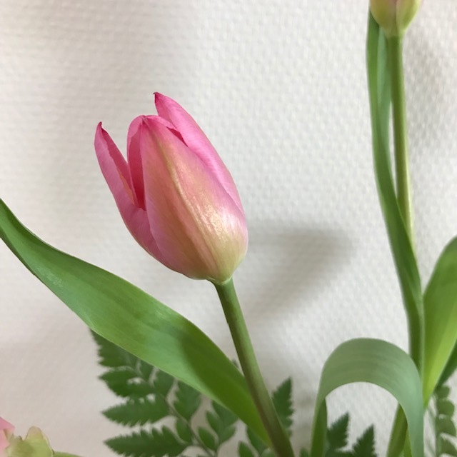 アムール ~ヴァレンタイン~_f0204295_16332108.jpg