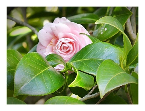 ふう_e0379198_20224035.jpg