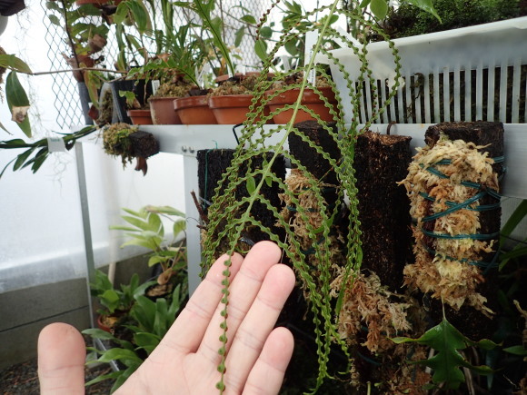 Aglaomorpha meyenianaとAglaomorpha cornucopia : コケシノブログ‐苔忍録‐