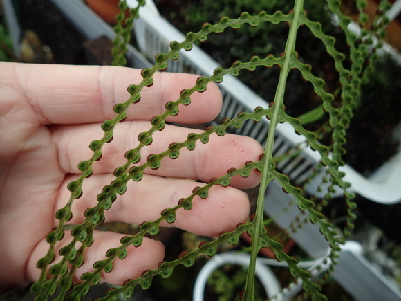 Aglaomorpha meyenianaとAglaomorpha cornucopia : コケシノブログ‐苔忍録‐