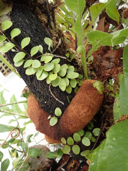 Aglaomorpha meyenianaとAglaomorpha cornucopia_d0187020_12425299.jpg