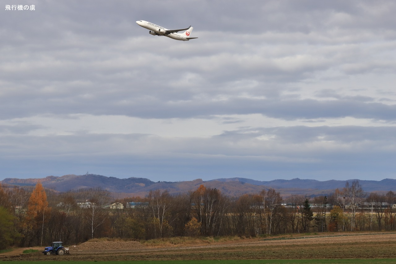 日差しは機体だけに B737 日本航空(JL)_b0313338_00343230.jpg