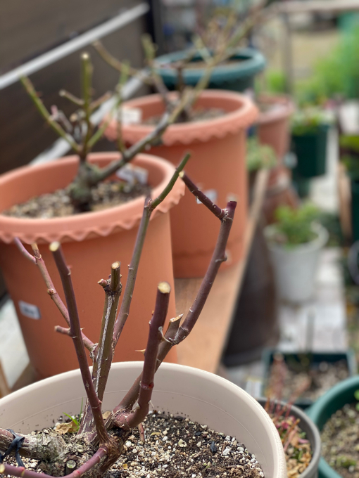 薔薇の冬剪定 ひつじ便り キルトと手作り 日々のこと