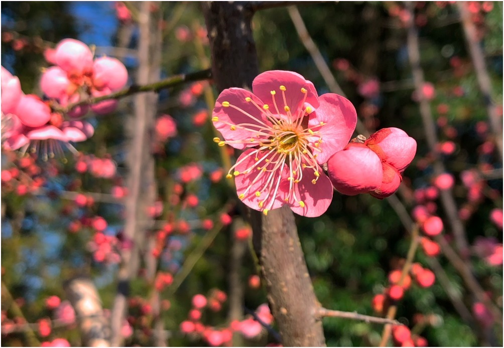 < 植物園 >_c0036080_13452967.jpg