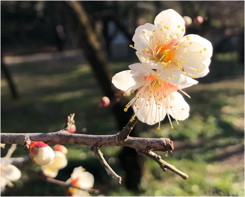 < 植物園 >_c0036080_13454785.jpg