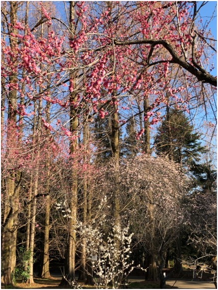 < 植物園 >_c0036080_13463905.jpg