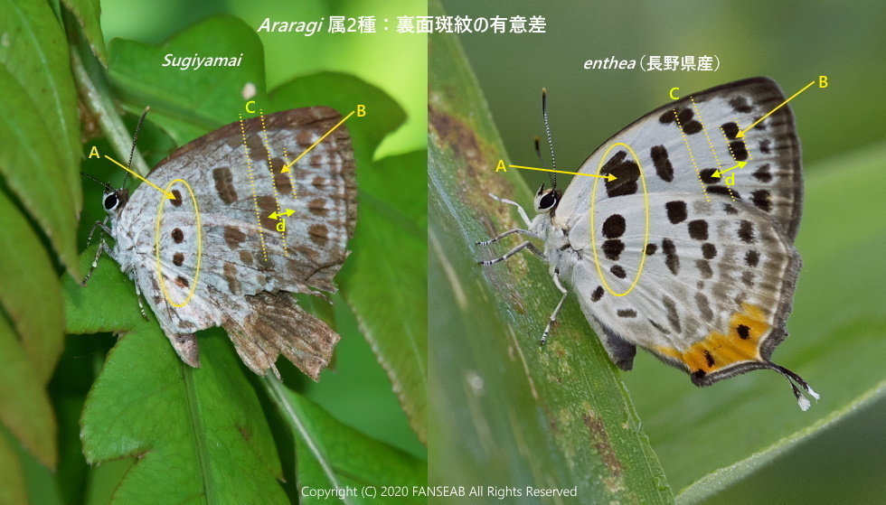 中国四川省成都近郊遠征記：その24 : 探蝶逍遥記
