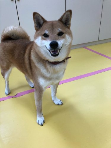 保育園ブログ꙳★*゚_f0357682_08355387.jpg