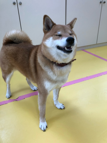 保育園ブログ꙳★*゚_f0357682_08355533.jpg