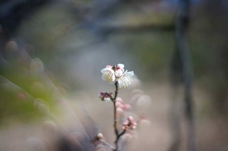 百花園のオールドレンズ_a0350198_08070324.jpg