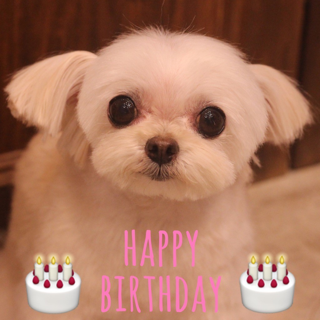 ☆ Happy Birthday ・ モコちゃん ☆_d0060413_13503078.jpg
