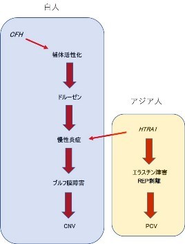 第434回大阪眼科集談会 その2 (1196) 特別講演_f0088231_14323526.jpg