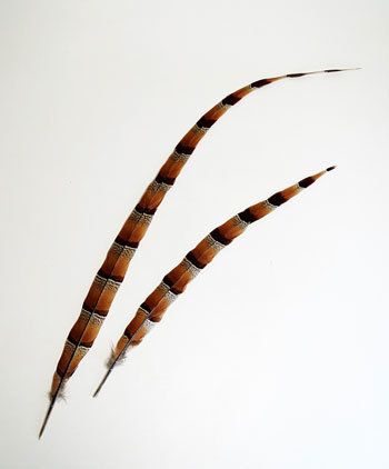 ヤマドリの尾羽を貰う : ちょい古道具ライフ