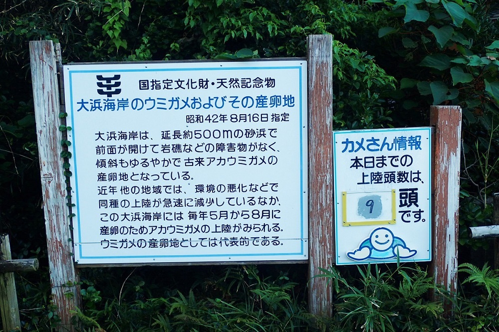 徳島県 牟岐と日和佐で貝ひろい かさぶたろぐ