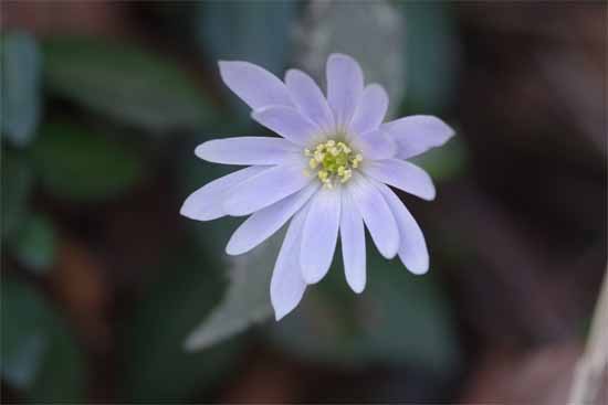 スプリング・エフェメラル_e0167571_102256100.jpg