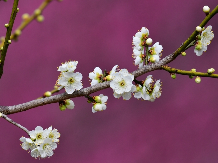 梅の花 ブナの写真日記