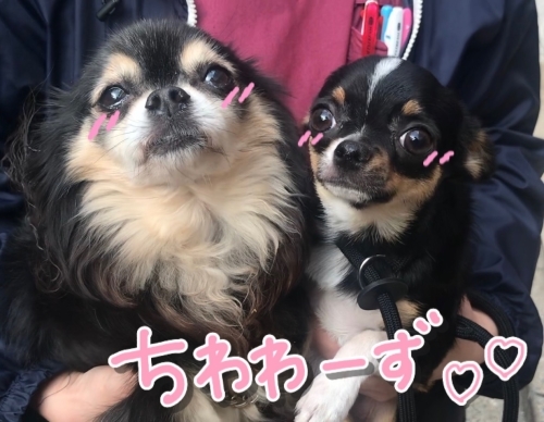 ちわわ❤_f0357682_14103661.jpg