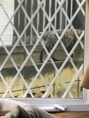 オマエはダレにゃ?_f0242002_18175933.jpg