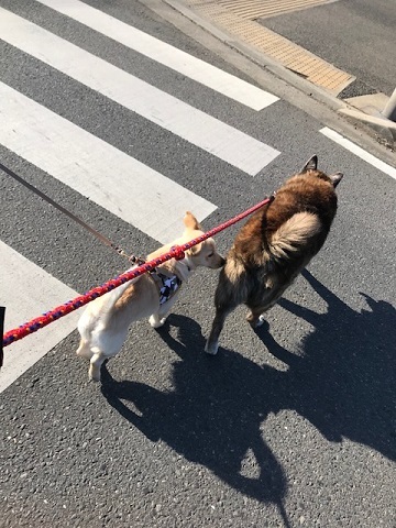 のんちゃんの散歩友達♪_f0242002_18405002.jpg