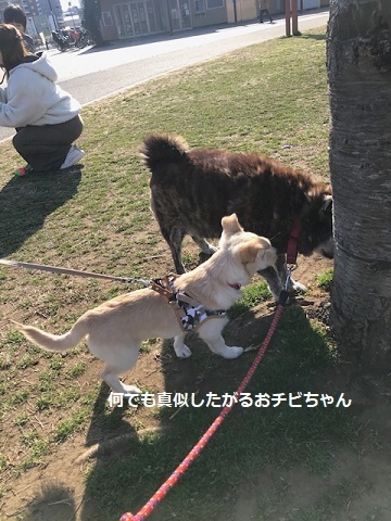 のんちゃんの散歩友達♪_f0242002_18410246.jpg