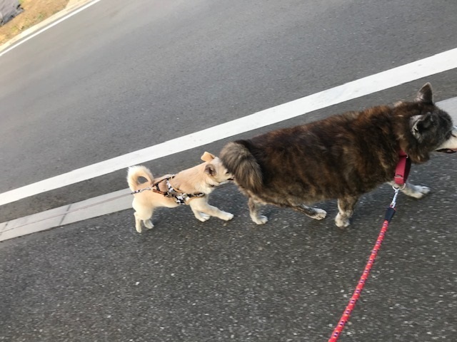 のんちゃんの散歩友達♪_f0242002_18415900.jpg