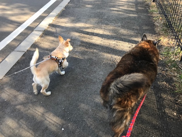 のんちゃんの散歩友達♪_f0242002_18421054.jpg