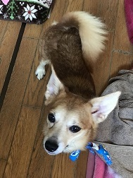 のんちゃんの散歩友達♪_f0242002_18423740.jpg