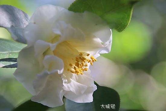 椿 小石川植物園 と 不思議な花 子猫の迷い道