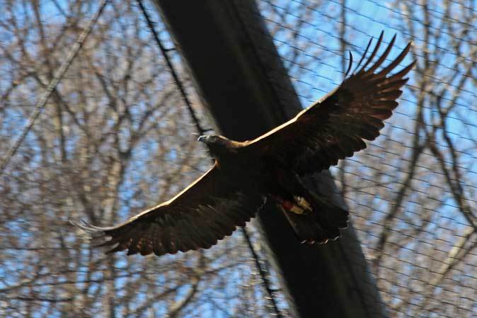 多摩動物公園の鳥たち 春の兆しに飛ぶニホンイヌワシ March 19 続々 動物園ありマス