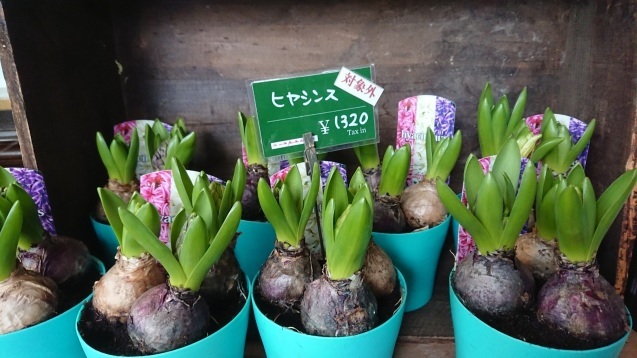 ヒヤシンスとムスカリの寄せ植え Rurugardenと音符たち ヒヤシンスとムスカリの寄せ植え Rurugardenと音符たち