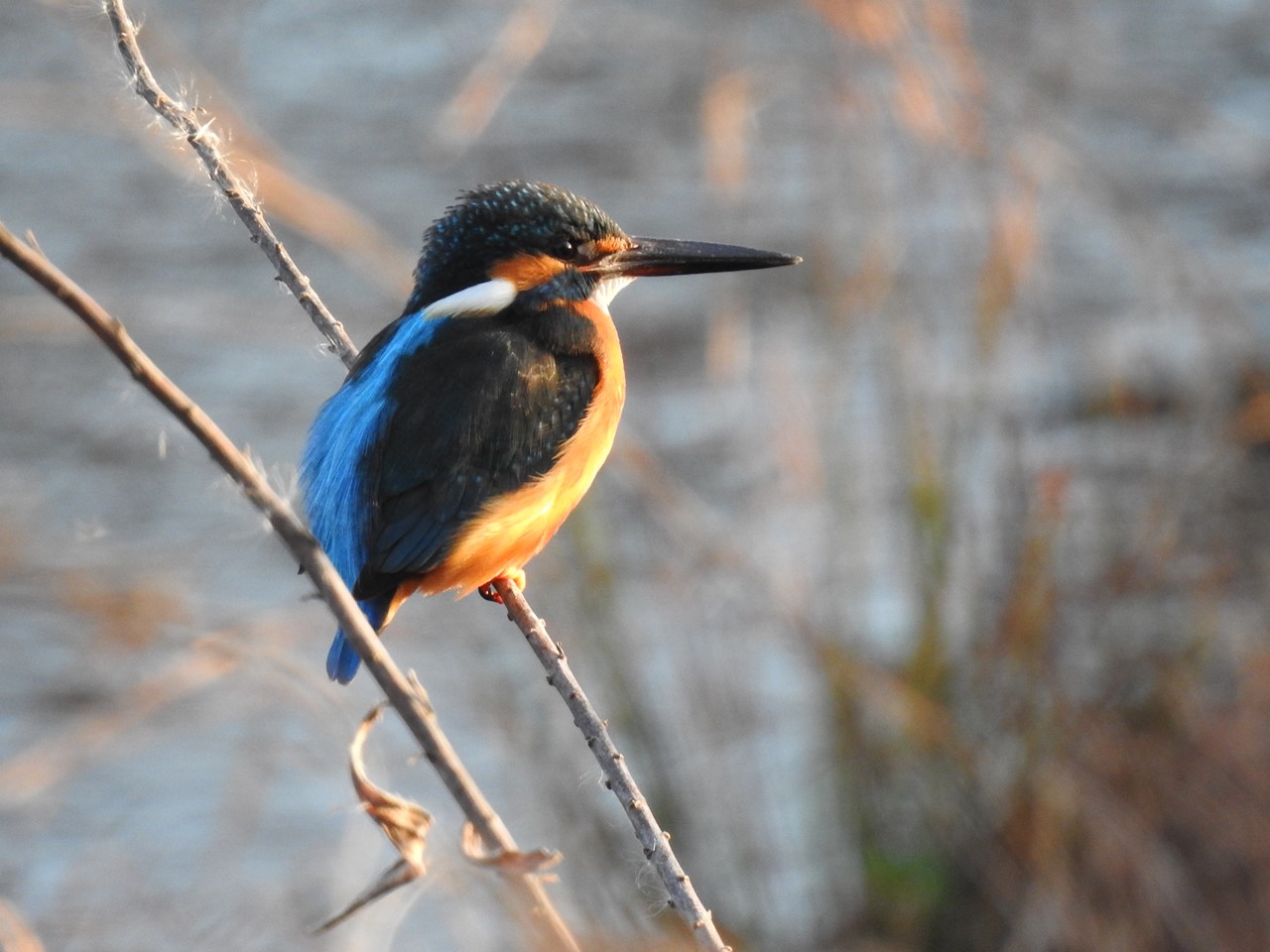 蘇原自然公園の翡翠(カワセミ)』 : 自然風の自然風だより